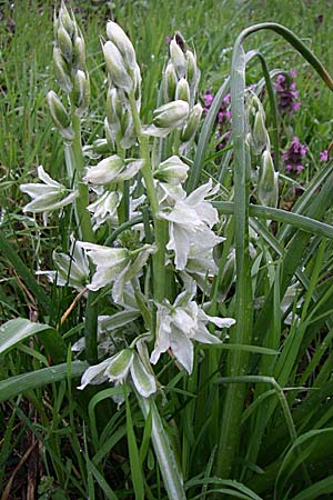 Ornithogalum nutans \ Nickender Milchstern, D Ingelheim 5.4.2008