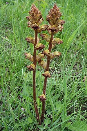 Orobanche gracilis \ Blutrote Sommerwurz / Slender Broomrape, D Hurlach 8.6.2008