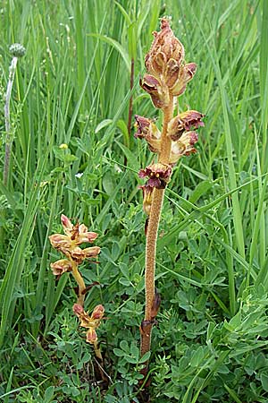 Orobanche gracilis \ Blutrote Sommerwurz / Slender Broomrape, D Hurlach 8.6.2008