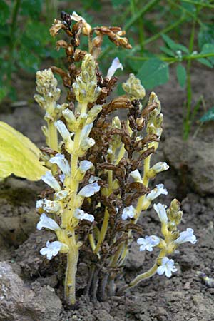 Phelipanche ramosa \ stige Sommerwurz / Hemp Broomrape, D Leutershausen 12.9.2008