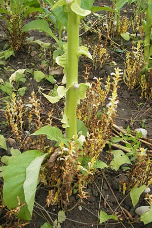 Phelipanche ramosa \ stige Sommerwurz / Hemp Broomrape, D Kehl 7.9.2011