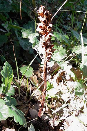 Orobanche rapum-genistae \ Ginster-Sommerwurz / Greater Broomrape, D Schwarzwald/Black-Forest, Gaggenau 7.7.2012