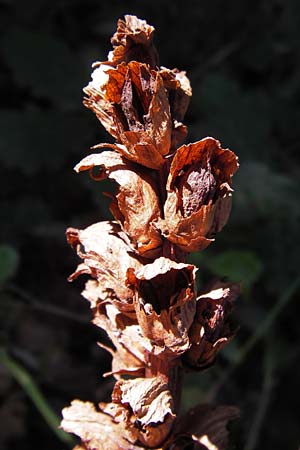 Orobanche rapum-genistae \ Ginster-Sommerwurz / Greater Broomrape, D Schwarzwald/Black-Forest, Gaggenau 7.7.2012