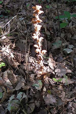 Orobanche rapum-genistae \ Ginster-Sommerwurz, D Schwarzwald, Gaggenau 7.7.2012