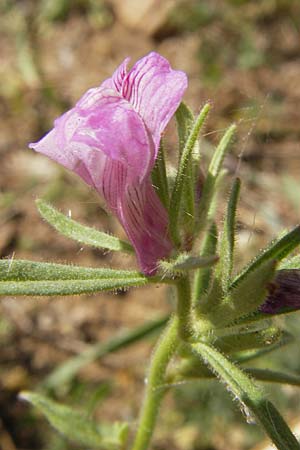 Misopates orontium \ Acker-Lwenmaul, Groer Orant / Weasel's-Snout, Lesser Snapdragon, D Gladenbach 17.8.2013