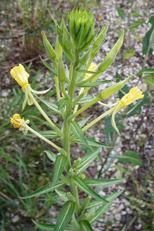 Oenothera spec2 ? / Evening Primrose, D Hanau 26.7.2014