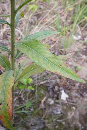 Oenothera spec2 ? \ Nachtkerze / Evening Primrose, D Hanau 26.7.2014