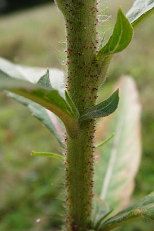 Oenothera spec2 ? \ Nachtkerze / Evening Primrose, D Hanau 26.7.2014