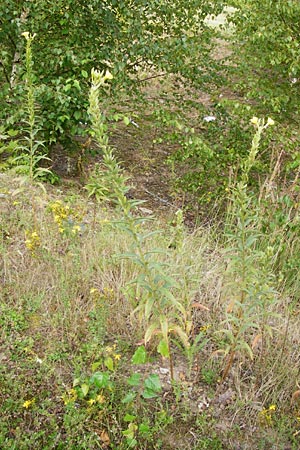 Oenothera spec2 ? \ Nachtkerze / Evening Primrose, D Hanau 26.7.2014