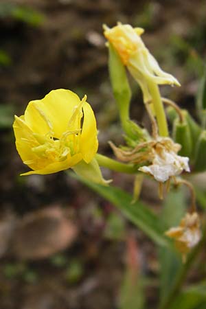 Oenothera rubriaxis \ Rotachsige Nachtkerze / Red-Axis Evening Primrose, D Hanau 3.8.2014