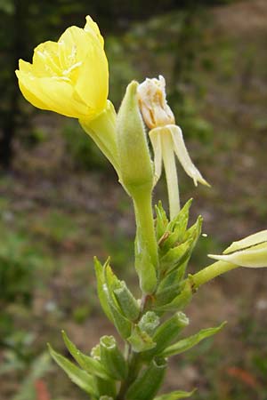 Oenothera rubriaxis \ Rotachsige Nachtkerze / Red-Axis Evening Primrose, D Hanau 3.8.2014