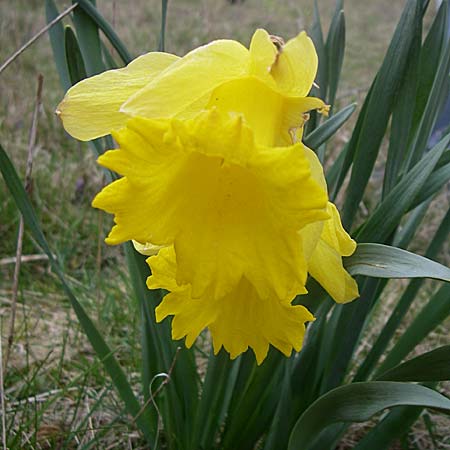 Narcissus pseudonarcissus \ Gelbe Narzisse, Osterglocke, D Albisheim 5.4.2008