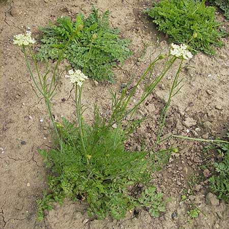 Oenanthe pimpinelloides \ Bibernell-Rebendolde, Sdliche Erdkastanie / Corky-Fruited Water Dropwort, D Botan. Gar.  Universit.  Mainz 11.7.2009