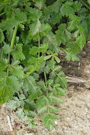 Oenanthe silaifolia ? \ Wiesensilgen-Wasserfenchel / Narrow-Leaved Water Dropwort, D Botan. Gar.  Universit.  Mainz 11.7.2009