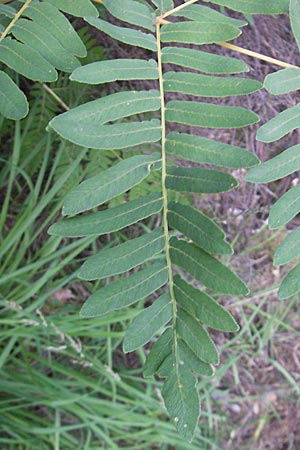 Osmunda regalis \ Knigs-Farn / Royal Fern, D Bad Dürkheim 20.8.2009