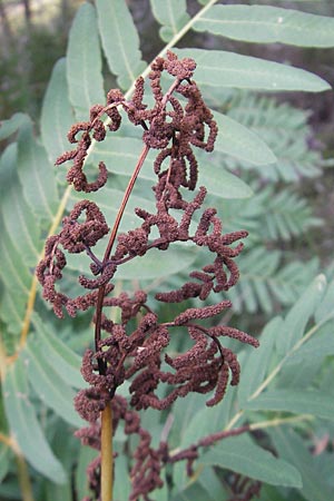 Osmunda regalis \ Knigs-Farn, D Bad Dürkheim 20.8.2009