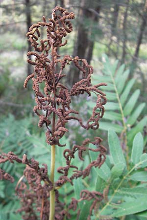 Osmunda regalis \ Knigs-Farn / Royal Fern, D Bad Dürkheim 20.8.2009