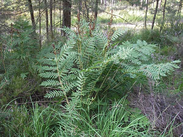 Osmunda regalis \ Knigs-Farn / Royal Fern, D Bad Dürkheim 20.8.2009