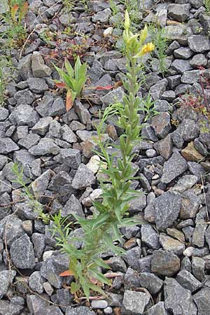 Oenothera drawertii \ Drawerts Nachtkerze / Drawert's Evening Primrose, D Weinheim an der Bergstraße 12.7.2011