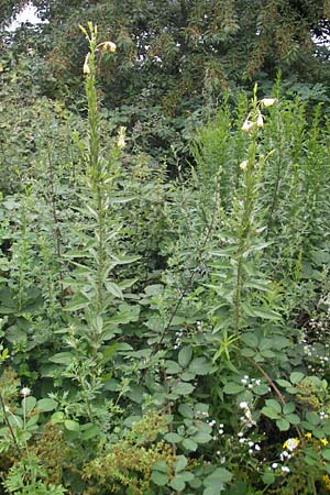 Oenothera suaveolens \ Wohlriechende Nachtkerze, D Viernheim 21.7.2011