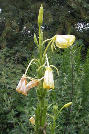 Oenothera suaveolens \ Wohlriechende Nachtkerze, D Viernheim 21.7.2011