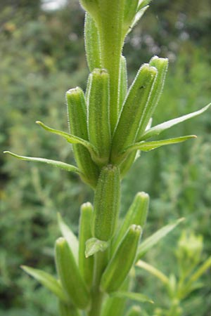 Oenothera suaveolens \ Wohlriechende Nachtkerze, D Viernheim 21.7.2011