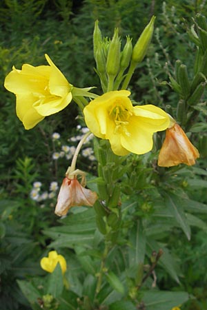 Oenothera suaveolens \ Wohlriechende Nachtkerze, D Viernheim 21.7.2011