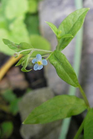 Omphalodes scorpioides \ Wald-Nabelnsschen, Wald-Gedenkemein, D  23.6.2012