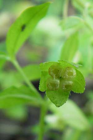 Omphalodes scorpioides / Navelwort, D  23.6.2012