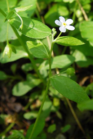 Omphalodes scorpioides \ Wald-Nabelnsschen, Wald-Gedenkemein, D Schweinfurt 5.5.2013