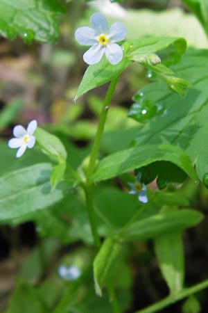 Omphalodes scorpioides \ Wald-Nabelnsschen, Wald-Gedenkemein, D Schweinfurt 5.5.2013