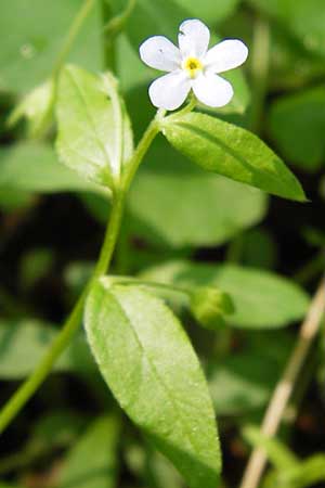 Omphalodes scorpioides \ Wald-Nabelnsschen, Wald-Gedenkemein, D Schweinfurt 5.5.2013