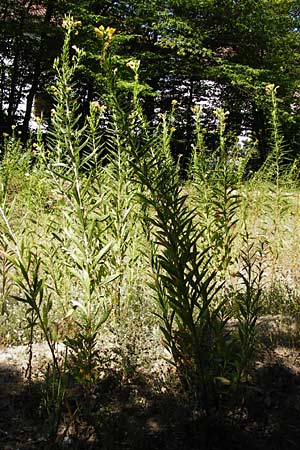 Oenothera suaveolens ? \ Wohlriechende Nachtkerze, D Graben-Neudorf 19.7.2014