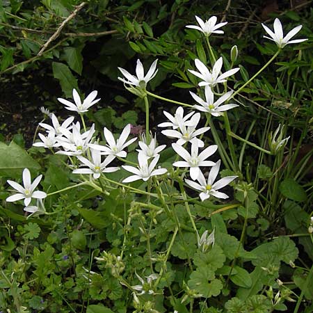 Ornithogalum divergens \ Spreizender Dolden-Milchstern / Lesser Star of Bethlehem, D Mannheim 14.5.2013