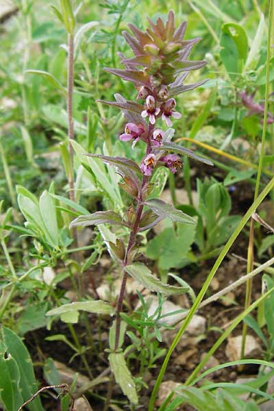 Odontites vernus \ Frhlings-Zahntrost, D Friedewald 31.5.2014