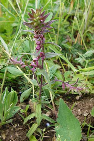 Odontites vernus \ Frhlings-Zahntrost, D Friedewald 31.5.2014