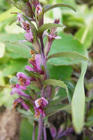 Odontites vernus \ Frhlings-Zahntrost, D Friedewald 31.5.2014