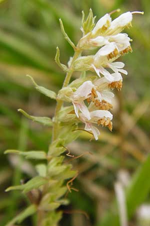 Odontites vulgaris \ Spter Zahntrost, Gewhnlicher Zahntrost, D Oppenheim 23.8.2014