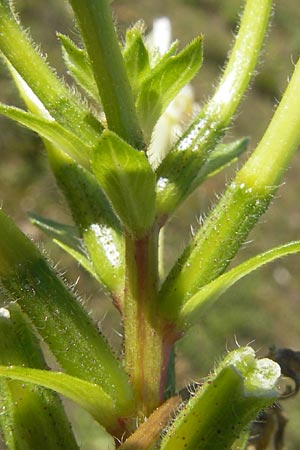 Oenothera wienii \ Danziger Nachtkerze, D Mannheim 10.9.2011