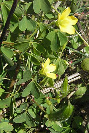 Oxalis stricta, Aufrechter Sauerklee