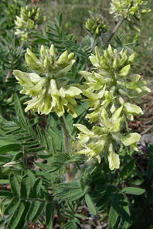 Oxytropis pilosa \ Zottige Fahnenwicke, Steppen-Spitzkiel, D Rheinhessen, Flonheim 14.6.2008