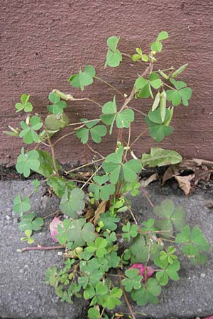 Oxalis dillenii \ Dillenius' Sauerklee, D Weinheim an der Bergstraße 12.6.2009