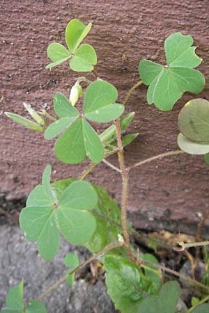 Oxalis dillenii \ Dillenius' Sauerklee / Dillenius' Sorrel, D Weinheim an der Bergstraße 12.6.2009