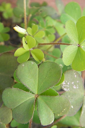 Oxalis dillenii \ Dillenius' Sauerklee, D Weinheim an der Bergstraße 25.6.2009