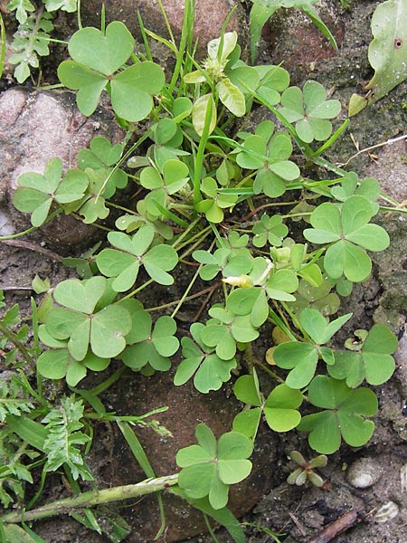 Oxalis dillenii \ Dillenius' Sauerklee / Dillenius' Sorrel, D Mannheim 15.9.2013