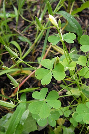 Oxalis dillenii \ Dillenius' Sauerklee / Dillenius' Sorrel, D Mannheim 15.9.2013