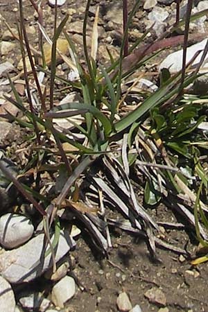 Poa alpina \ Alpen-Rispengras / Alpine Meadow Grass, D Immenstadt 21.6.2011