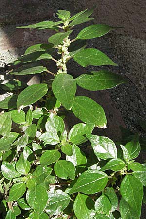 Parietaria judaica \ stiges Glaskraut, Mauer-Glaskraut / Pellitory-of-the-Wall, D Hirschhorn 24.9.2006