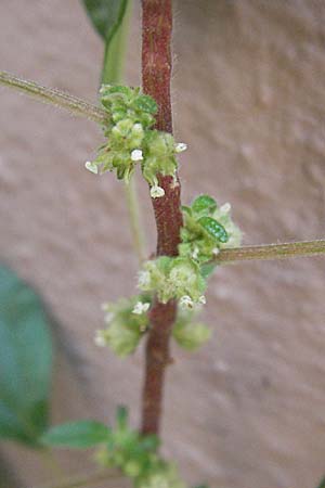 Parietaria judaica \ stiges Glaskraut, Mauer-Glaskraut / Pellitory-of-the-Wall, D Hirschhorn 24.9.2006