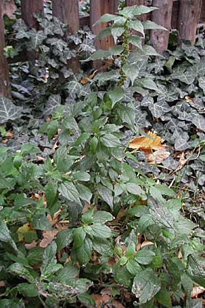 Parietaria officinalis / Common Pellitory-of-the-Wall, D Quedlinburg 3.11.2006